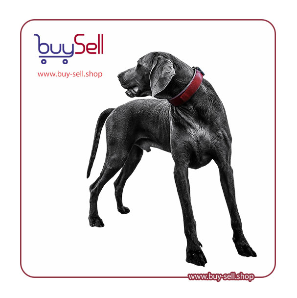 I need a high-quality PNG image of a black Labrador dog