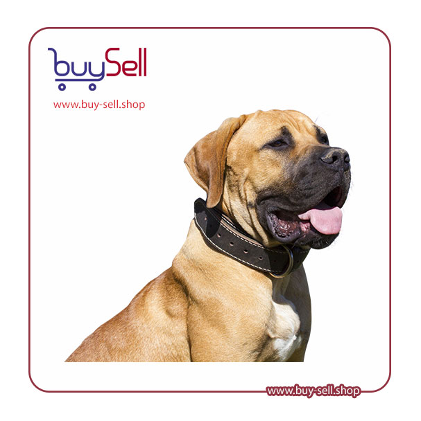 I need a high-quality PNG image of a bulldog