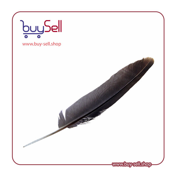 High-quality image of a feather
